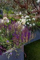 Jardin contemporain de Londres - parterre de fleurs surélevé gris sur patio. La plantation comprend le smoothie aux baies de Heuchera, la Salvia caradonna, l'Hydrangea anabelle, le Geranium johnsons blue.