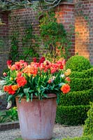 Grand pot en terre cuite de tulipes assorties aux couleurs vives, dans une cour murée comprenant des types de fleurs de pivoine et de triomphe. Boîte topiaire 'Buxus sempervirens' derrière. L'ancien presbytère, East Ruston, Norfolk, Royaume-Uni.