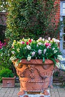 Pot en terre cuite orné de jacinthes et tulipes en crème, rose et mauve. Y compris Tulipa 'Belicia' à fleurs de pivoine et tulipes perroquet rose. L'ancien presbytère, East Ruston, Norfolk, Royaume-Uni.