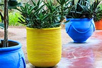 Des pots jaunes et bleus peints de couleurs vives contiennent des succulentes dans Le Jardin Majorelle, Jardin Majorelle, Marrakech.