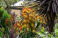 Espèce d'Aloe inconnue en pleine floraison avec plusieurs capitules jaunes et orange.