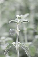 Dicliptera suberecta. Plante pétard uruguayenne, à feuilles veloutées gris argent doux.
