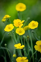 Ranunculus gramineus 'Pardal '. Renoncule