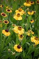 Helenium 'El Dorado '. Sneezeweeds