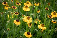 Helenium 'El Dorado '. Sneezeweeds