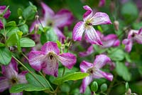 Clematis viticella 'Menuet'