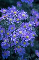 Symphyotrichum 'Superstar' - Aster