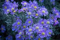 Symphyotrichum 'Superstar' - Aster