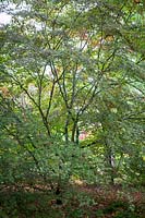 Acer palmatum 'Trompenburg' - érable japonais
