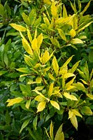 Laurus nobilis 'Aurea' Laurier à feuilles jaunes