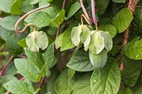 Développement du fruit de Cobaea scandens au début de l'automne