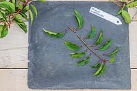 Boutures de Prunus lusitanica avec toutes les feuilles latérales enlevées.