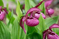 Cypripedium Philip gx 'Kentucky Pink'