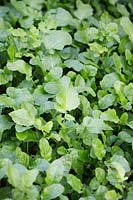 Brassica - Moutarde 'Caliente' - une culture d'engrais vert