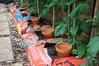 Plants de tomates dans des sacs de culture avec des pots en terre cuite pour servir de réservoirs d'eau