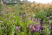 Monarda fistulosa, Liatris spicata, Sedum 'Karfunkelstein', Echinacea purpurea, Eryngium juccifolium et Stipa gigantea en parterre de fleurs de prairie