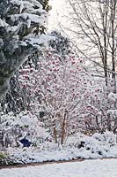 Parterre mixte enneigé en hiver - Viburnum opulus - Guelder Rose