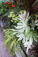 Parterre de fleurs avec un mélange de plantes tropicales rustiques et semi-rustiques, y compris: Fatsia japonica 'Spider's Web' et Cordyline
