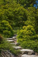 Marches de pierre encadrées par Acer palmatum, Cotoneaster et Chamaecyparis pisifera - Cyprès à feuilles de fil dans un jardin de style japonais