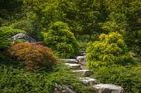 Marches de pierre encadrées par Acer palmatum, Cotoneaster et Chamaecyparis pisifera - Cyprès à feuilles filées
