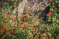 Epilobium canum ssp. garrettii - California Fuchsia - par un rocher
