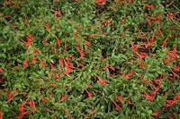 Zauschneria latifolia - Calice de Feu - Trompette Colibri.