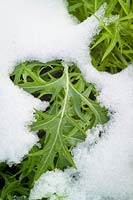 Brassica juncea - Mizuna - survit même lorsqu'il est recouvert de neige