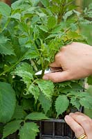 Pincer les conseils de croissance d'un dahlia afin d'encourager la croissance buissonnante