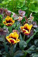 Tulipa 'Gavota' avec Helleborus x ericsmithii 'Maestro '.