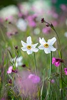 Narcissus poeticus var. recurvus - Oeil de vieux faisan - avec Red campion - Silene dioica - dans la prairie de fleurs sauvages