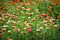 Helichrysum bracteata 'Rose saumon' syn. Bracteantha bracteata, Xerochrysum bracteatum. Fleur éternelle, Strawflower, Paper daisy, Immortelle.
