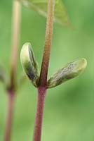 Phaseolus vulgaris 'Blauhilde' Haricot français grimpant Tige de jeune plante montrant le cotylédon les restes de la graine