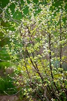 Jeune feuillage de Populus alba 'Richardii '. Peuplier blanc