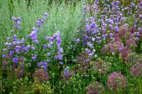 Campanula persicifolia avec Artemisia absinthium 'Lambrook Mist' Allium cristophii et les bourgeons d'Allium sphaerocephalon