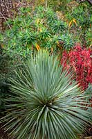 Yucca rostrata avec Euphorbia griffithii 'Dixter' Euphorbia rigida Euphorbia x pasteurii Browns 'Souche et Berberis darwinii' Compacta '
