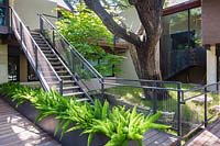 Étapes avec des côtés en maille métallique menant à la terrasse en bois, les plantes à proximité comprennent un parterre de fleurs surélevé avec des fougères Asparagus meyerii et un arbre spécimen