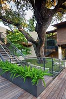 Maison moderne avec des marches jusqu'à un espace extérieur clos comprenant un spécimen d'arbre, une terrasse en bois et un parterre de fleurs surélevé d'Asparagus meyerii - Foxtail Fern