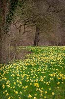Jonquilles sauvages - Narcissus pseudonarcissus - croissant dans un champ avec des arbres