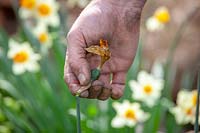 Deadheading Narciussus - Jonquille - après la floraison en enlevant les fleurs fanées