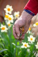 Deadheading Narcissus - Jonquille - après la floraison en enlevant les fleurs fanées