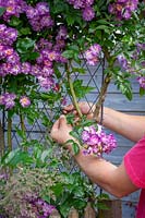 Attacher dans une Rosa 'Veilchenblau' - Rose grimpante - à treillis avec ficelle de jardin