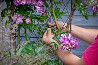 Attacher dans une Rosa 'Veilchenblau' - Rose grimpante - à un panneau en treillis avec de la ficelle de jardin