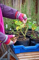 Enlever les feuilles cassées d'un Pelargonium avant de passer l'hiver dans la serre