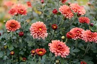 Chrysanthemum indicum 'Bronzeteppich'