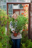 Amener une plante en pot Pelargonium tendre dans une serre pour hiverner