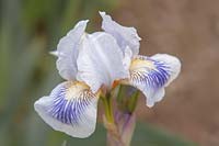 Iris 'Blue Asterisk' - Grand iris barbu.