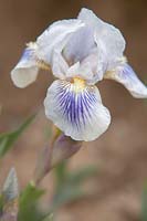 Iris 'Blue Asterisk' - Grand iris barbu.