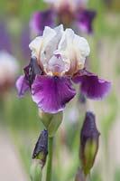 Iris 'Chartres' - Iris barbu miniature miniature.