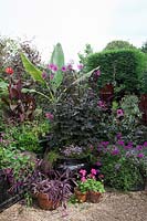 Collection de plantes exotiques et annuelles en pot. Musella lasiocarpa, Dahlia 'Magenta Star', Tradescantia 'Purple Dome', Pelargoniums, Nicotiana, Cannas.