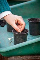 Semis de graines de courgettes dans des pots en plastique individuels dans une serre pour les premières cultures.